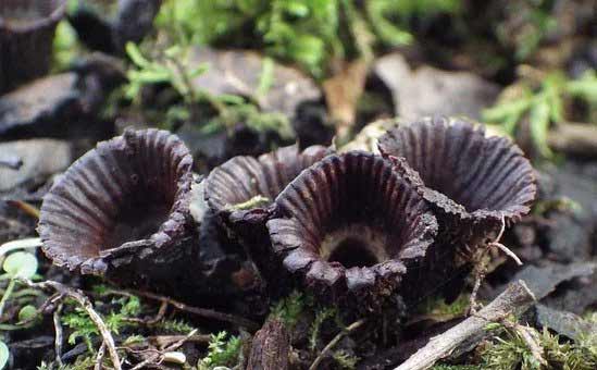 black fungus covid